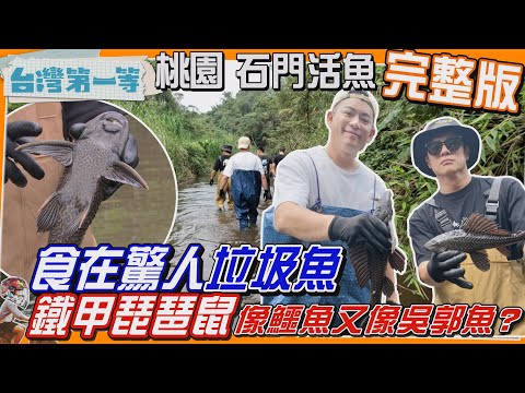 [全新] 桃園【食在驚人！垃圾魚「鐵甲琵琶鼠」像鱷魚又像吳郭魚？/石門活魚聰明選 草魚=雞胸肉、烏鰡=雞腿肉/活魚、冷凍魚達人教你看！肉有弧度 鮮度有保障】│2024.06.09│《台灣第一等》完整版