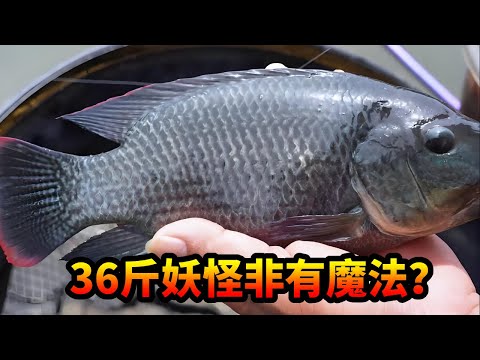 旱地打窝钓36斤大罗非，中鱼瞬间像有魔法爆发力太强，伽马速斗差点拉爆……#钓鱼 #游钓黑坑疯子 #搞笑 #黑坑