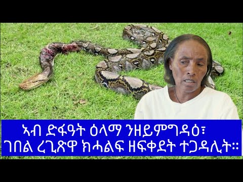 ኣብ ድፋዓት ግሎብ-ሪጎለ፣ዕላማ ንዘይምግዳዕ፣ገበል ረጊጽዋ ክሓልፍ ዘፍቀደት ተጋዳሊት። # New Eritrean Video 2025