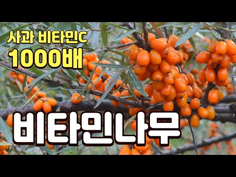The reason I pulled out the mulberry trees and planted 2,000 pyeong of vitamin trees