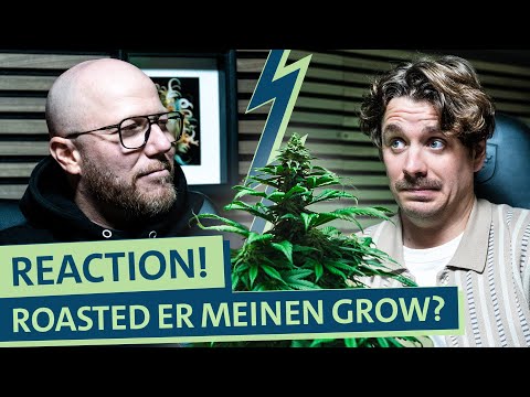 Cannabis Anbau Fail? Vince and Weed Highlight Reaction auf Gras Selbstexperiment