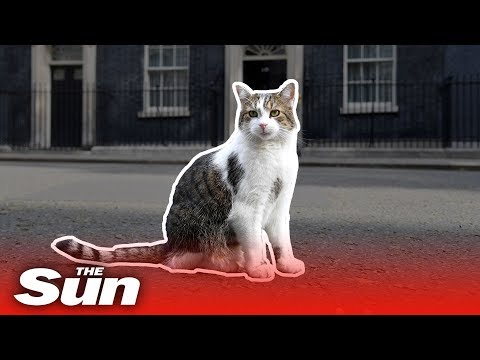 Larry the Downing Street cat’s best moments