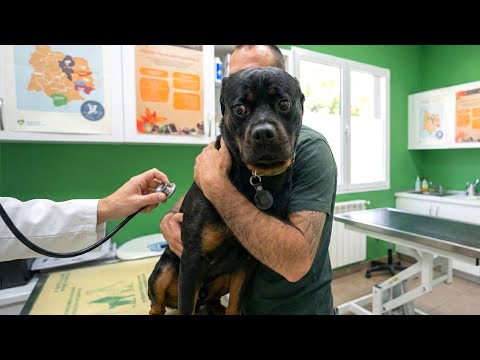 Smarty Funny Animal Video Clips 🐶 Funniest Dog Moments Ever Recorded 🤣