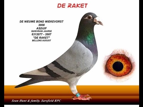 YOUNG BIRD RACING WITH SEAN HUNT