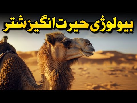 رازهایی از شتر که هیچ‌کس بهتون نگفته