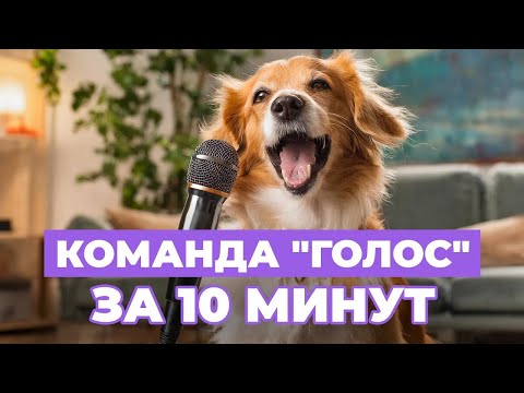 КОМАНДА ГОЛОС. Как научить собаку лаять по команде? | Советы кинолога | ЛавГав