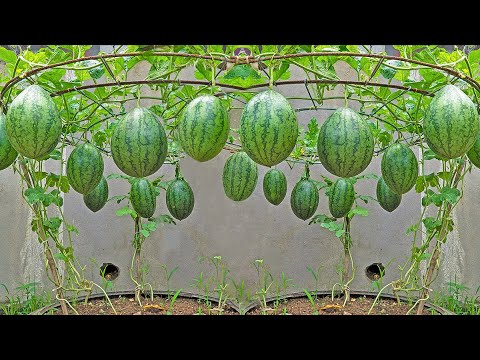 A different way to grow watermelon at home: the secret to producing large, sweet fruit.