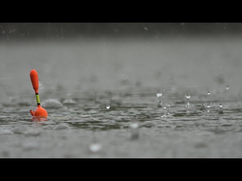 ЖЕСТЬ! ИХ ТУТ МНОГО. РЫБАЛКА С НОЧЁВКОЙ НА ЗАКИДУШКИ, ПОПЛАВОК, СОМА. Рыбалка на поплавочную удочку