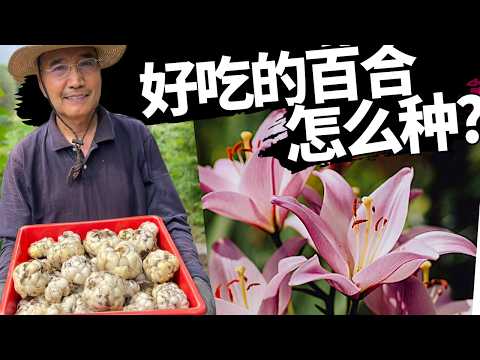 百合怎么种 - 百合不仅花好看，它的根好吃又有营养，大家赶快跟我一起种