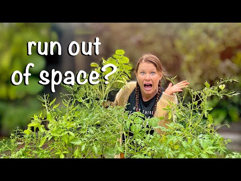 Cheap, effective & INSTANT way to grow MORE herbs and veggies! Melbourne Australia Zone 10b