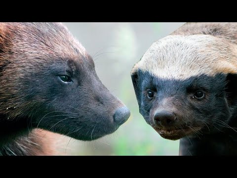 СТАРШИЙ брат Медоеда - РОСОМАХА. Отбитый на всю голову дикий зверь!