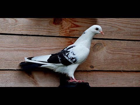 Как научить голубей летать в россыпь ??? Чтоб птица летала себе в кайф !!!