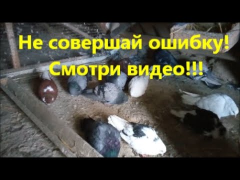 Подстилка в голубиные гнёзда, какую выбрать, а какую не стоит использовать!?!  Правильная подстилка!