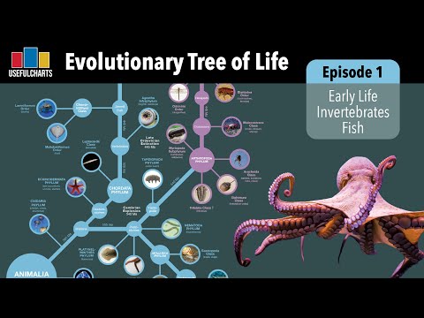 Evolutionary Tree of Life | Episode 1 - Early Life, Invertebrates & Fish