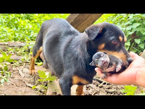 A dog quietly moved in with her puppies—what happened next was unbelievable! 🐶🐕👍😘😘😘