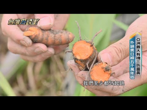 亞洲最大有機三色薑黃 外銷美日締五千萬年收20211113【台灣向錢衝】PART3