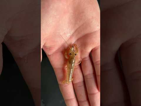 BABY CRAWFISH ARE CANNIBALS!?