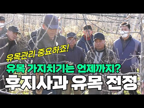 사과나무 유목 가지치기. 후지사과 유목전정 중요합니다 (강사 유병욱)