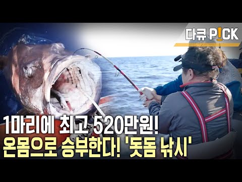 1년에 단 두 달! 용왕님이 점지해줘야 잡는다! 전설의 물고기라 불리는 '돗돔' (KBS 20150808 방송)