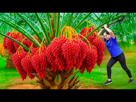 Harvest Forest's Treasures & Go to Market Sell | Rare fruit can be used as medicine to treat cancer