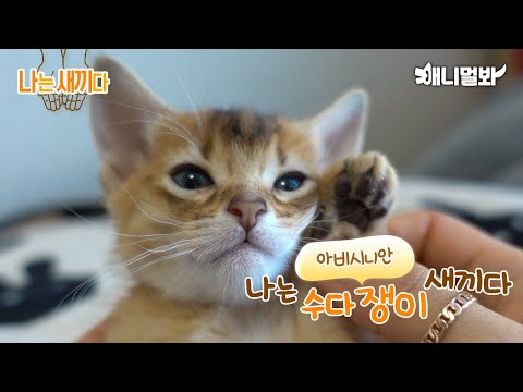 I'm 35 days old baby Abyssinian.