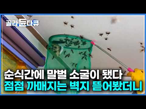 집 안에 계속 들어오는 말벌에 손가락으로 천장 벽지 뚫어봤더니｜장수 말벌이 검은색에 공격적인 공격적으로 반응하는 이유｜벌 퇴치꾼들에겐 별미라는 애벌레 볶음｜극한직업｜#골라듄다큐