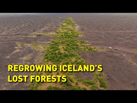 How do you grow trees in a treeless land?