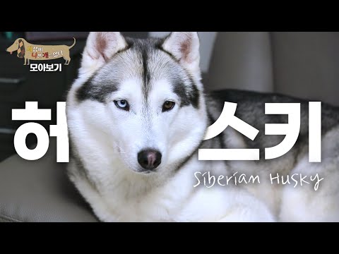 [세나개 댕모아] 카리스마 넘치는 외모와 달리 귀염둥이인 시베리안 허스키의 문제 행동 🐶 시베리안 허스키 편