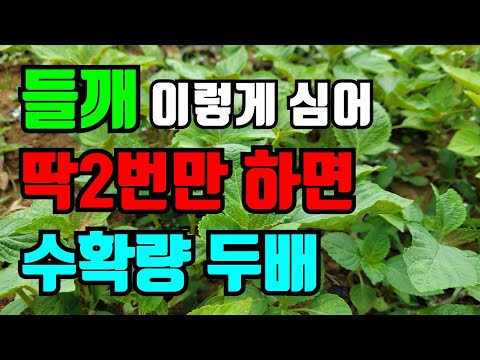 When to plant perilla seeds / From planting to harvesting, just do 5 things to have a bumper peri...