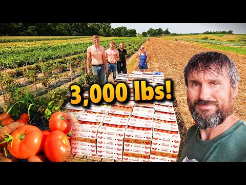 BIGGEST Tomato Harvest of 2025! – 3,100 lbs Packed Right in the Field!