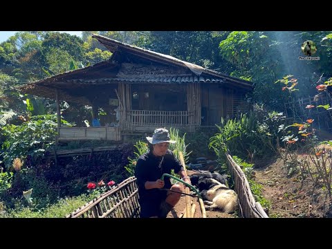 ใช้ชีวิตในป่าไร่นา EP.351.อยู่กิน ปลูกผัก ธรรมชาติ สบายๆ หลายๆคนชอบแบบนี้