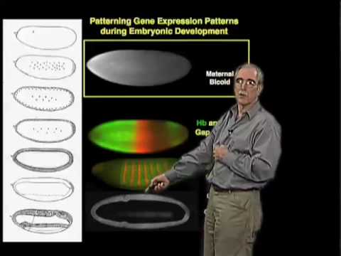 Eric Wieschaus (Princeton) Part 1: Patterning Development in the Embryo
