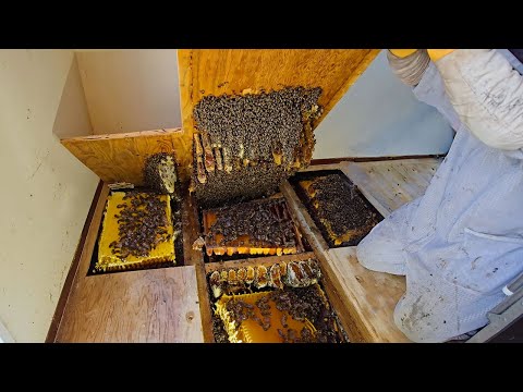 Biggest Hive We've Discovered in Years — Over 100,000 Bees Inside!