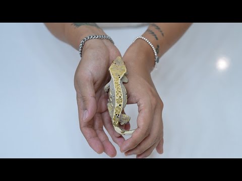 길에서 죽어가는 유기동물을 구조했는데.. 수술해야 된다고 합니다