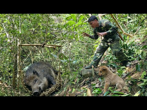 A thrilling chase: Tracking wild boars, setting traps to catch them | survival skills
