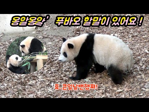 [푸덕이Cam] 잘듯말듯 떴다감았다 푸바오 무슨말이 하고 싶은거야? 갑자기 조기퇴근 후 푸장꾸로 컴백한 푸바오 & "엄마가 먹어도 될까?" 21.12.18. 판다월드 아침