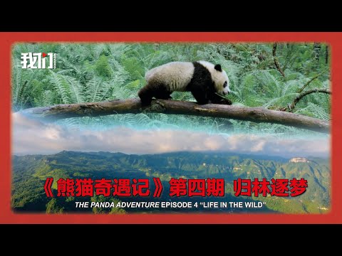 《熊猫奇遇记》第四期《归林逐梦》《The Panda Adventure》 Episode 4 "Life in the Wild”