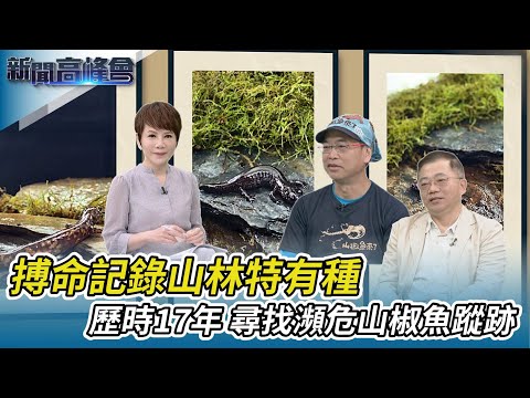 尋找冰河孑遺山椒魚 學者墜谷身亡留憾｜導演麥覺明搏命記錄山林特有種 全球首次斷層掃描山椒魚 牙齒超多頭骨像恐龍!｜新聞高峰會｜陳雅琳獨家專訪｜華視新聞 20230226