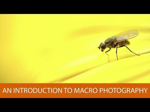 An Introduction to Macro Photography