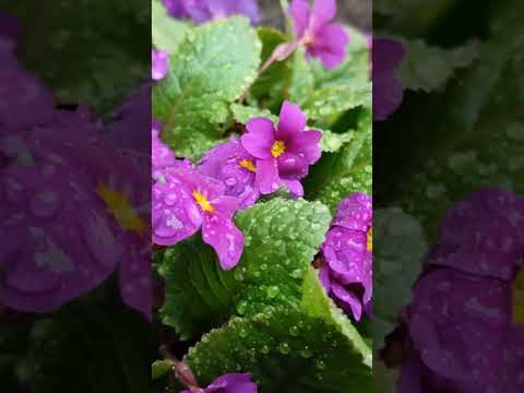 Весна красна. Конец апреля.