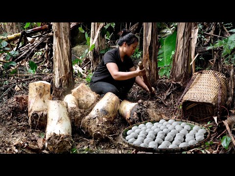 Harvesting wild banana roots, making cakes according to traditional recipes