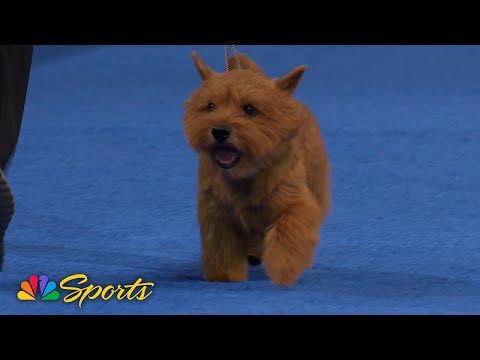 National Dog Show 2024: Terrier Group (Full Judging) | NBC Sports