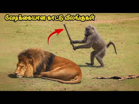 காட்டு விலங்குகளின் வேடிக்கையான சம்பவங்கள் | Funniest Wild Animal Moments Caught On Camera | AVO