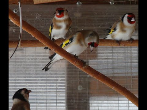 Goldfinches in an aviary. Training goldfinches.