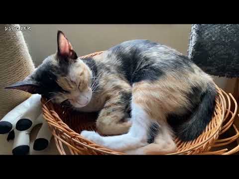 아빠냥 검은고양이가 무서운 집사!! 집냥이가 될 수 있을까?