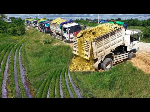 Looking Watchful Landfillnew project!Teams Work Dump Truck 5Ton Dumping,Skill Dozer D31 Pushing Soil