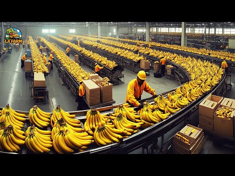 How to Harvest Bananas Using Cableway Systems | Banana Processing in Factory
