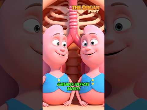 How Does Shallow Breathing Stress Your LUNGS? | The Organ Story  #health #science #healtheducation