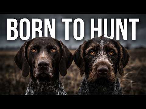 Born to Hunt - The German Dogs That Can Do Everything!