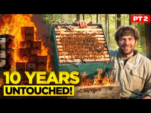 Inspecting an Abandoned Beehive Left Untouched for Ten Years